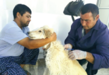 ЭПИЗООТИК ТАДБИР СИФАТИ – ДАВР ТАЛАБИ