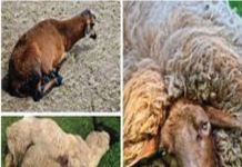 БРАДЗОТ КАСАЛЛИГИ ҚЎЗҒАТУВЧИСИ CL. OEDEMATIENSНИНГЎЛДИРУВЧИ (ЎД50 ВА ЎД100) ДОЗАЛАРИНИ АНИҚЛАШ ТАЖРИБАСИДАПАТОЛОГОАНАТОМИК ЎЗГАРИШЛАР