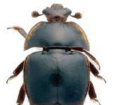 ASALARI OILALARINI KICHIK UYA QO‘NG‘IZIDAN ASRAYLIK