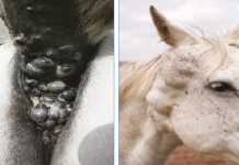 ОТЛАР ОРАСИДА ЎСМАЛАРНИНГ ТАРҚАЛИШИ ВАДИАГНОСТИКАСИ (Адабиёт маълумотлари асосида)